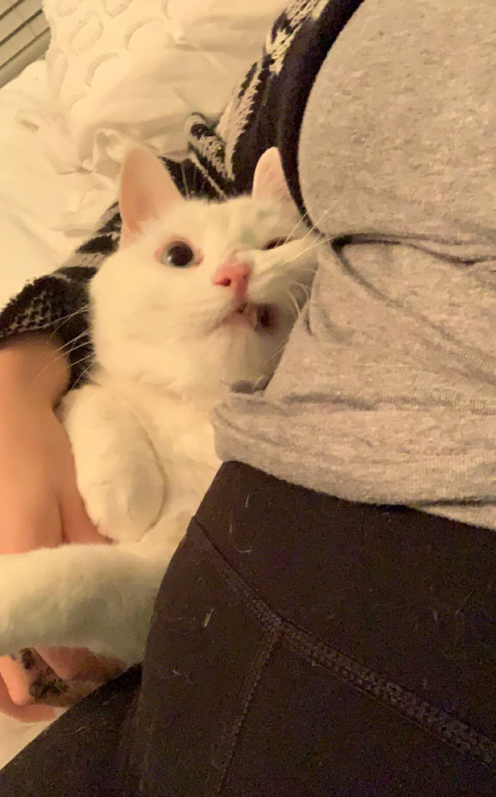 Unflattering-Funny-Cat-Photo-Challenge