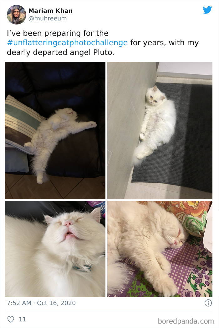 Unflattering-Funny-Cat-Photo-Challenge