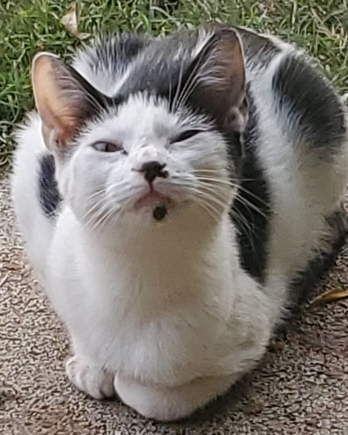 Unflattering-Funny-Cat-Photo-Challenge