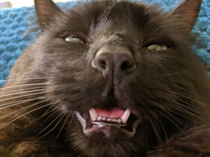Unflattering-Funny-Cat-Photo-Challenge