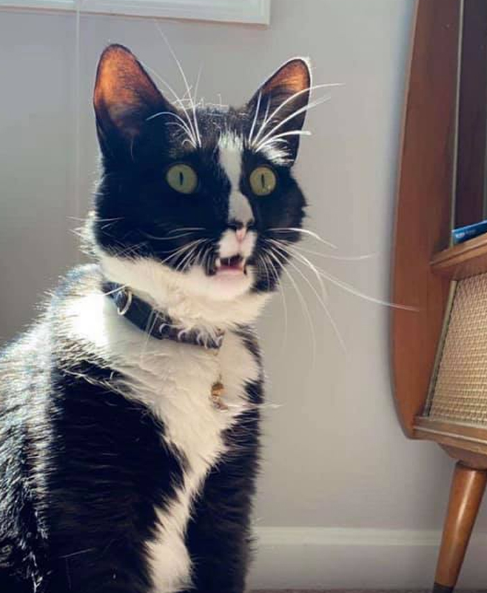 Unflattering-Funny-Cat-Photo-Challenge