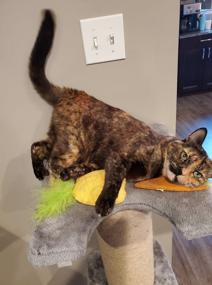 Unflattering-Funny-Cat-Photo-Challenge