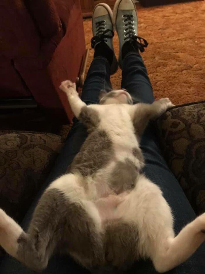 Unflattering-Funny-Cat-Photo-Challenge