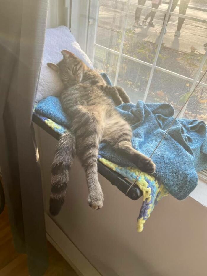 Unflattering-Funny-Cat-Photo-Challenge