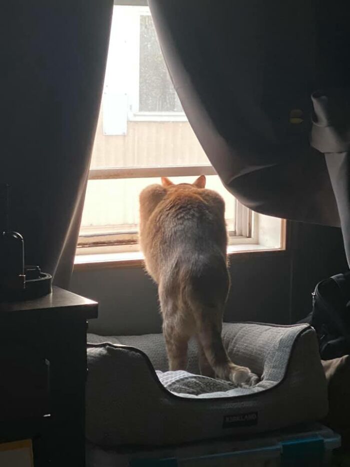 Unflattering-Funny-Cat-Photo-Challenge