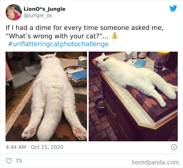Unflattering-Funny-Cat-Photo-Challenge