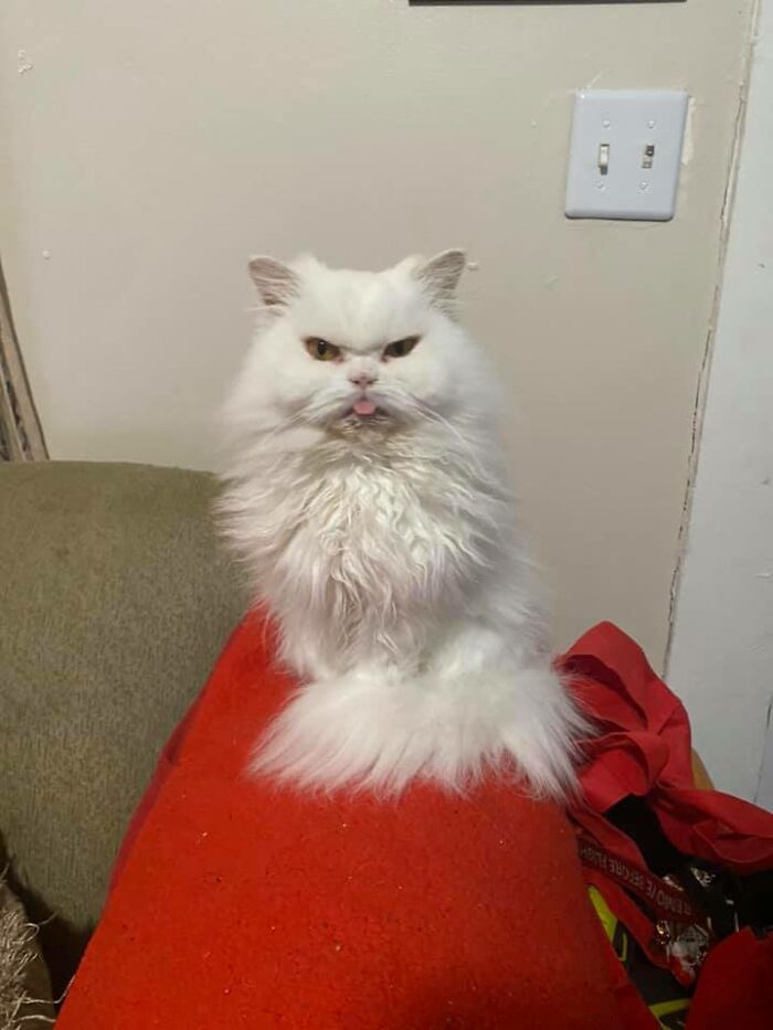 Unflattering-Funny-Cat-Photo-Challenge