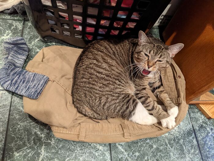 Unflattering-Funny-Cat-Photo-Challenge