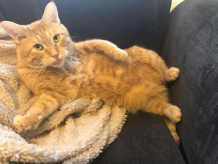 Unflattering-Funny-Cat-Photo-Challenge