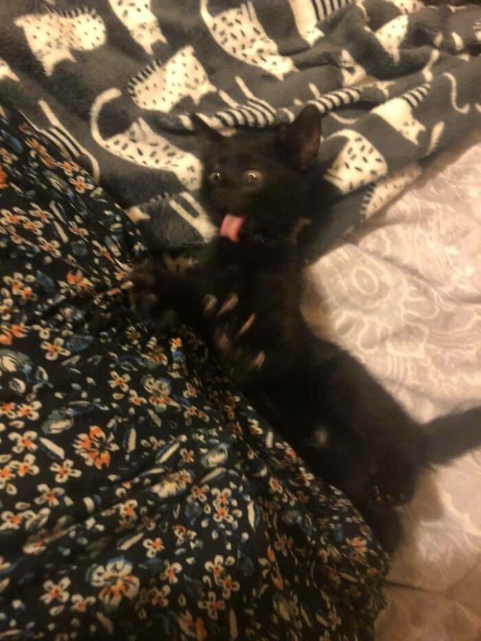 Unflattering-Funny-Cat-Photo-Challenge