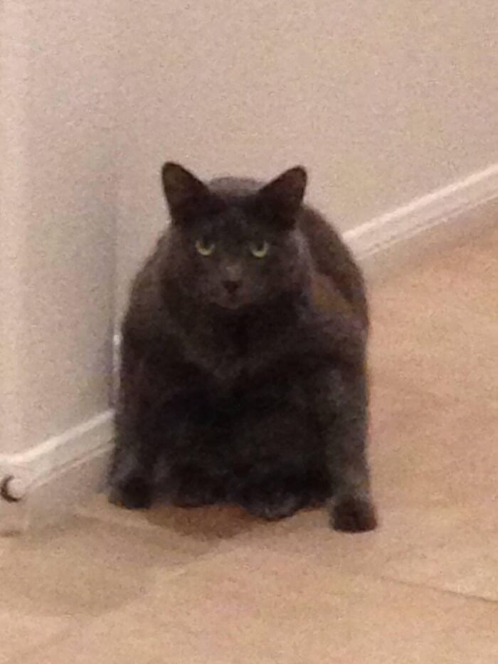 Unflattering-Funny-Cat-Photo-Challenge