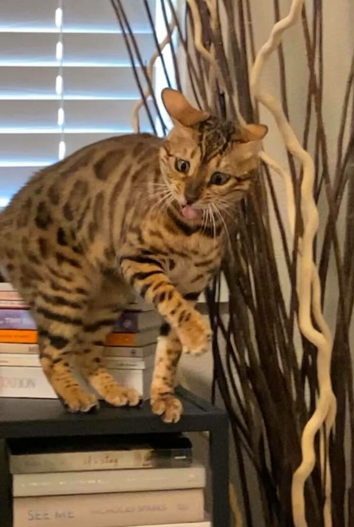 Unflattering-Funny-Cat-Photo-Challenge