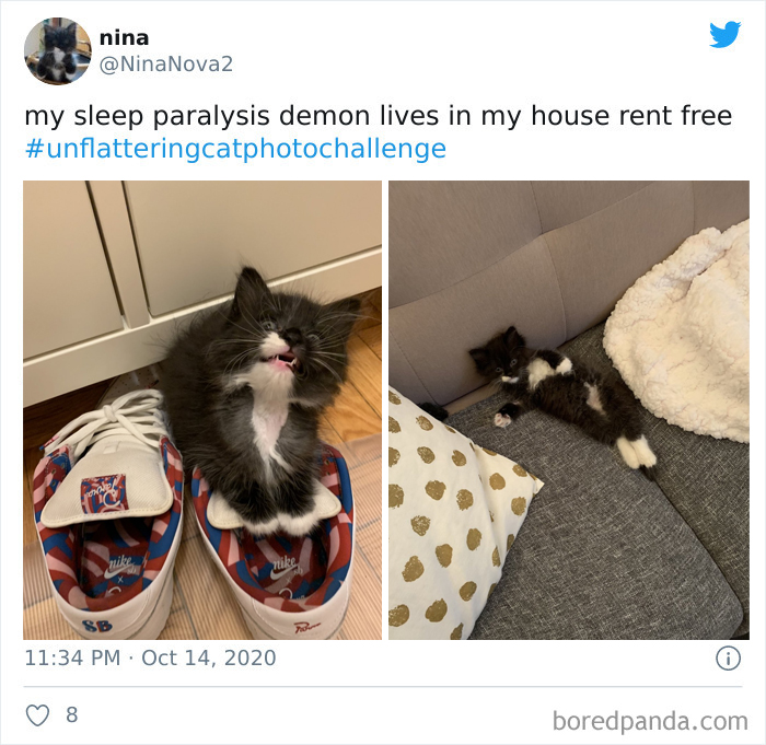 Unflattering-Funny-Cat-Photo-Challenge