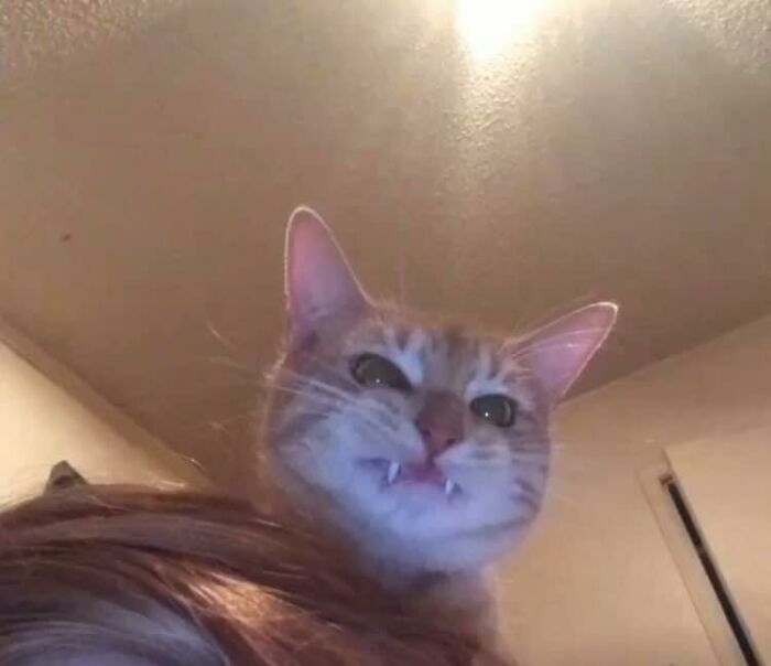 Unflattering-Funny-Cat-Photo-Challenge