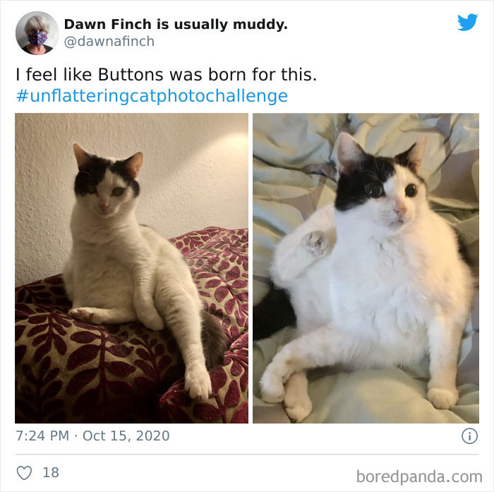 Unflattering-Funny-Cat-Photo-Challenge