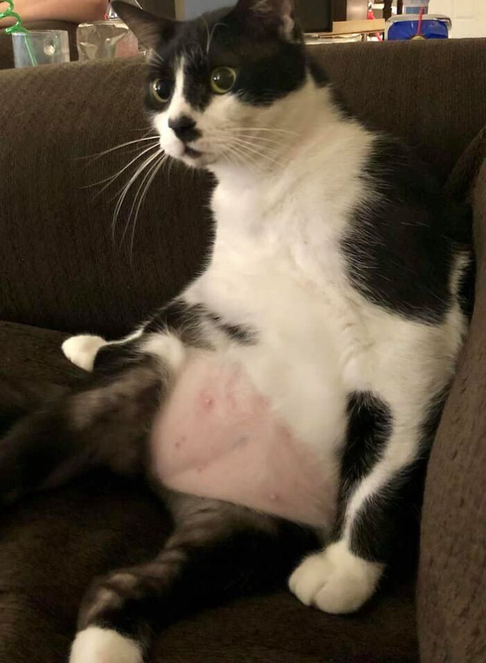 Unflattering-Funny-Cat-Photo-Challenge