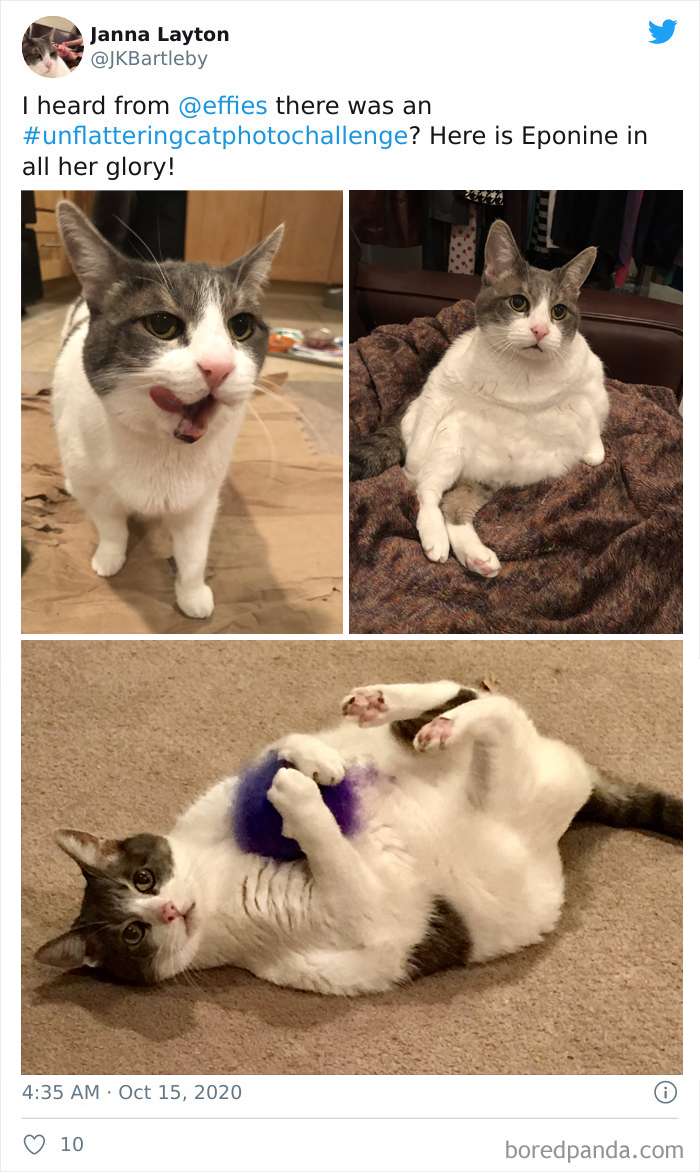 Unflattering-Funny-Cat-Photo-Challenge