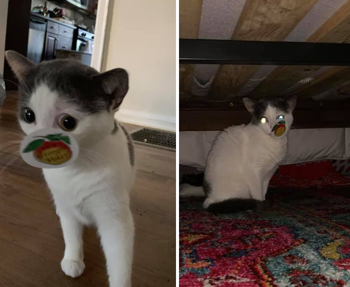 Unflattering-Funny-Cat-Photo-Challenge