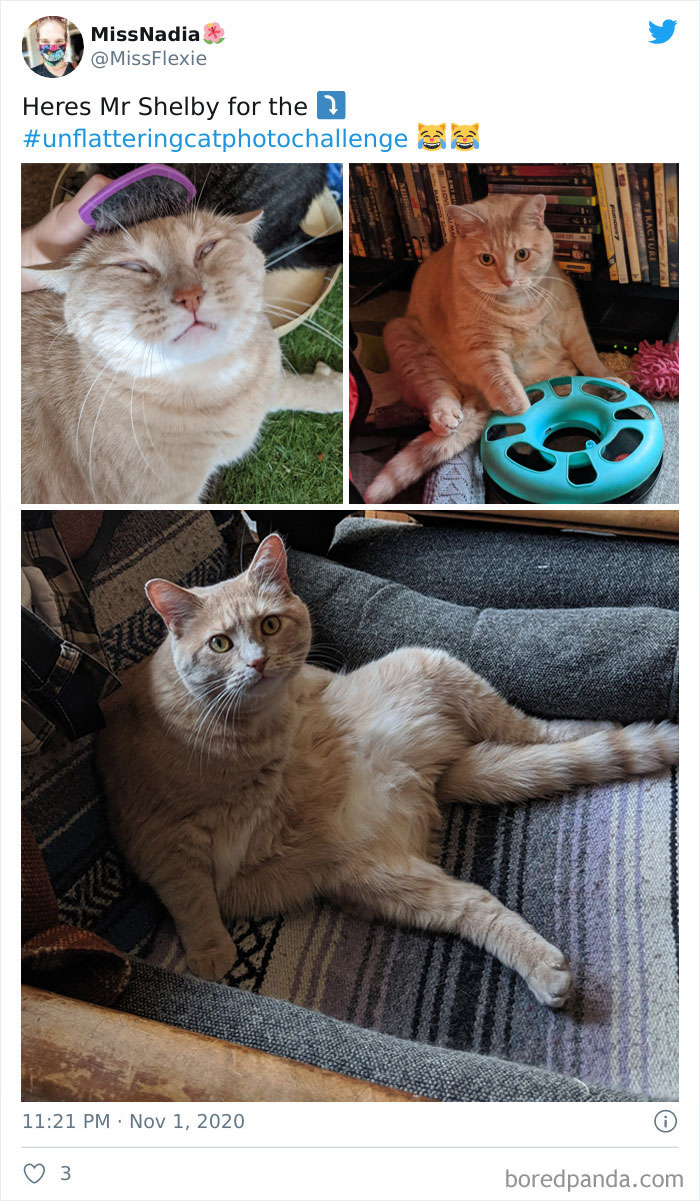 Unflattering-Funny-Cat-Photo-Challenge