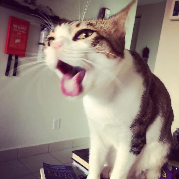 Unflattering-Funny-Cat-Photo-Challenge