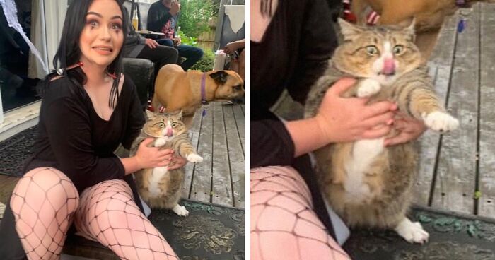 30 Of The Funniest Cat Pics That Owners Uploaded For The Unflattering Cat Photo Challenge (New Pics)