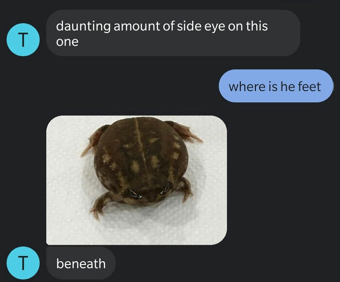 Unknown Number Starts Sending This Guy Toad Pics Without Any Context, Hilarity Ensues Unknown Number Starts Sending This Guy Toad Pics Without Any Context, Hilarity Ensues