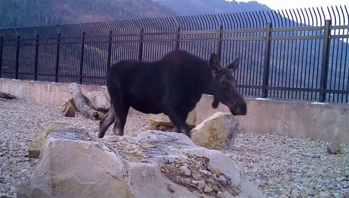 The Highway Overpass In Utah Is A Major Success And The Video Shows Many Wild Animals Using It To Avoid Danger
