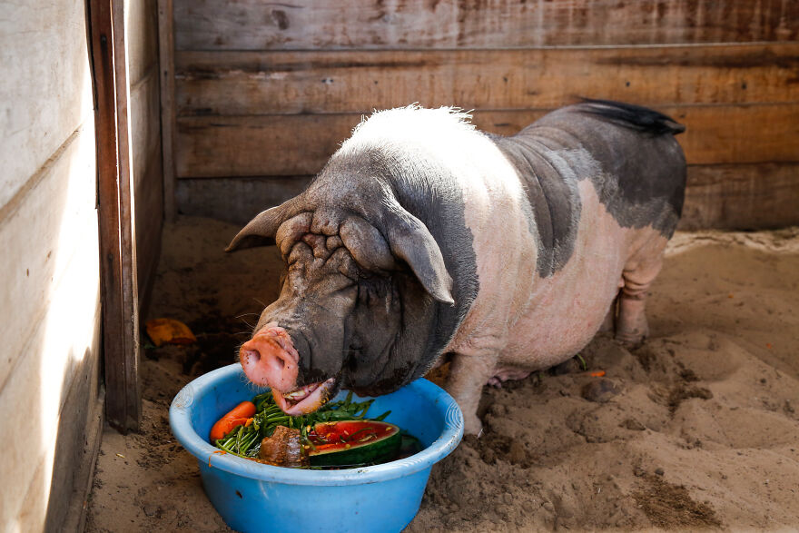 Vietnam's First Farm Sanctuary And Animal Rescue Helps All Kinds Of Animals Who Are Suffering From Cruelty And Neglect Vietnam's First Farm Sanctuary And Animal Rescue Helps All Kinds Of Animals Who Are Suffering From Cruelty And Neglect
