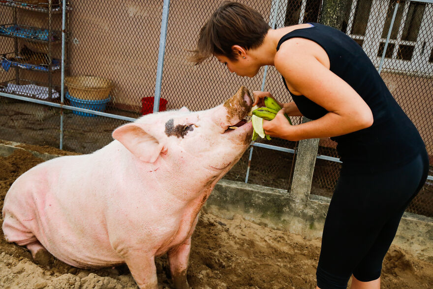 Vietnam's First Farm Sanctuary And Animal Rescue Helps All Kinds Of Animals Who Are Suffering From Cruelty And Neglect Vietnam's First Farm Sanctuary And Animal Rescue Helps All Kinds Of Animals Who Are Suffering From Cruelty And Neglect