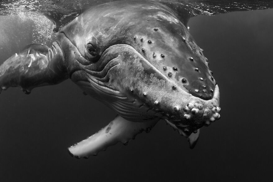 Whales-Photography-Giants-Book-Jem-Cresswell