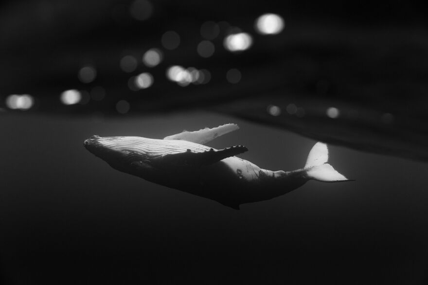 Whales-Photography-Giants-Book-Jem-Cresswell