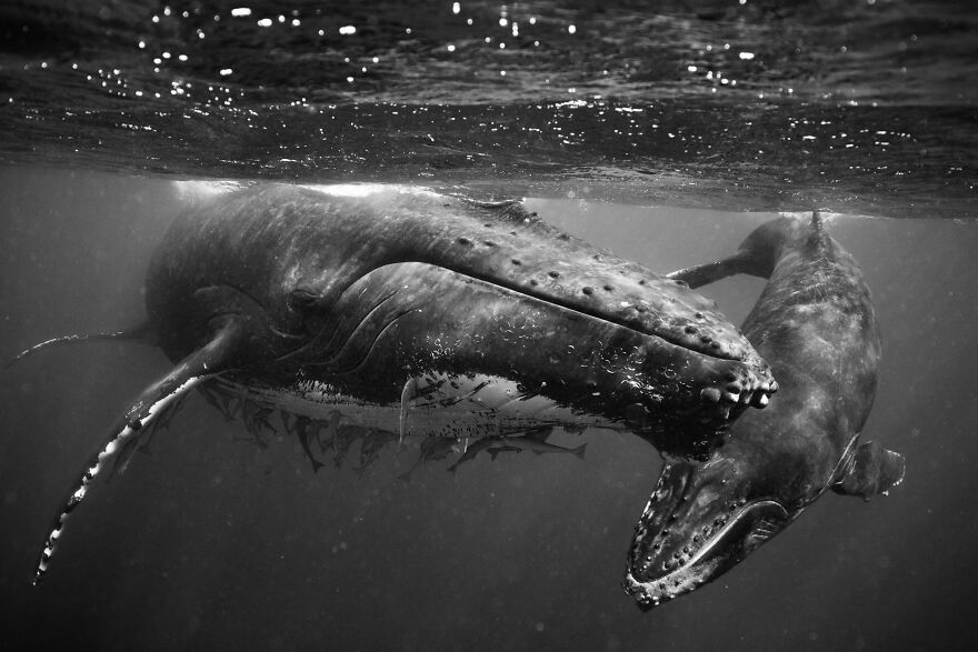 Whales-Photography-Giants-Book-Jem-Cresswell