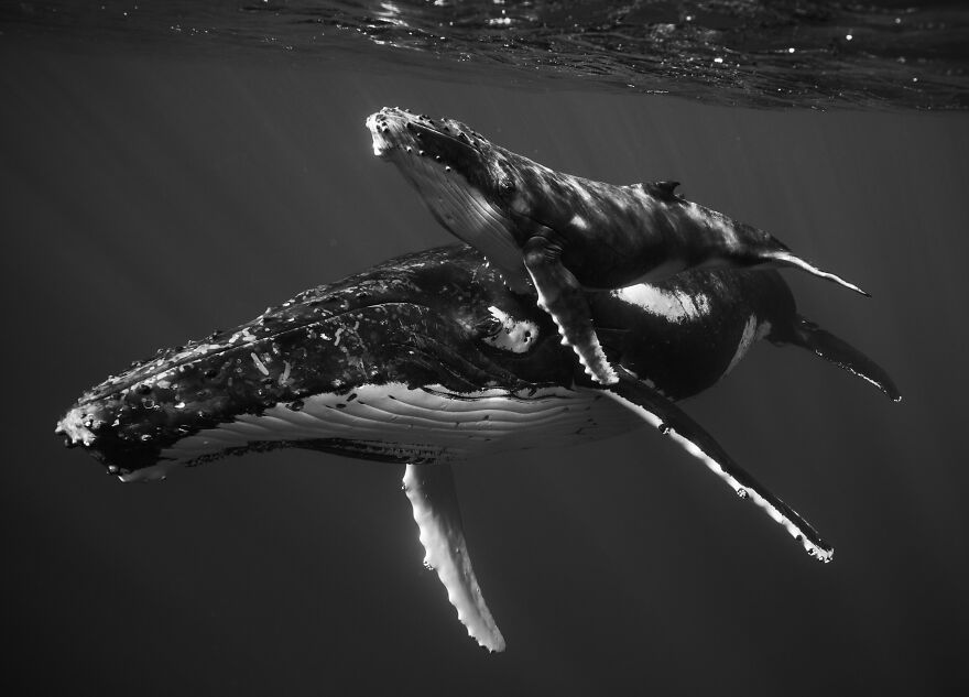 Whales-Photography-Giants-Book-Jem-Cresswell