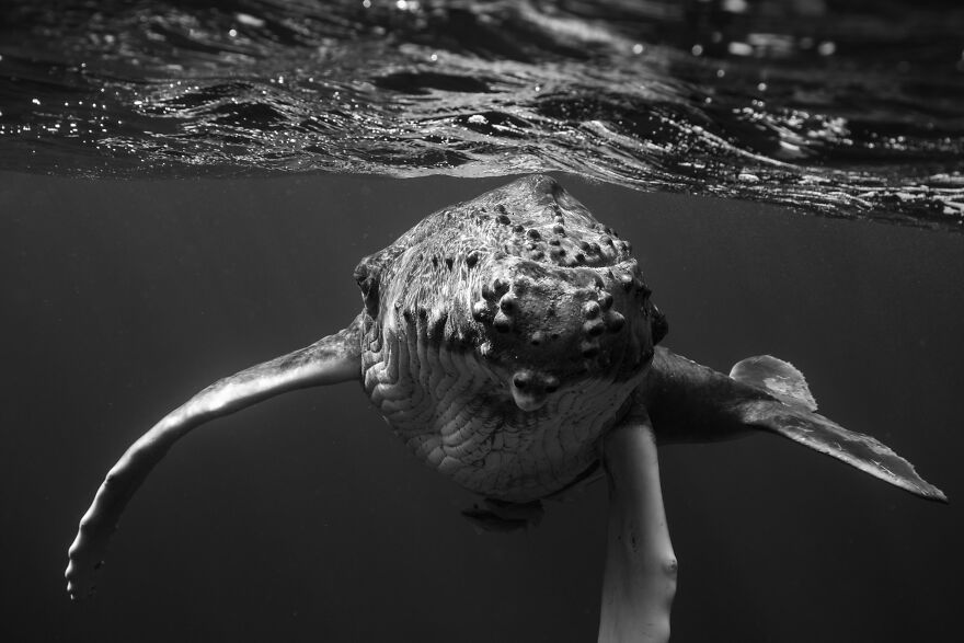 Whales-Photography-Giants-Book-Jem-Cresswell