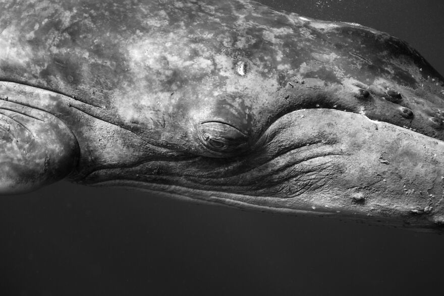 Whales-Photography-Giants-Book-Jem-Cresswell