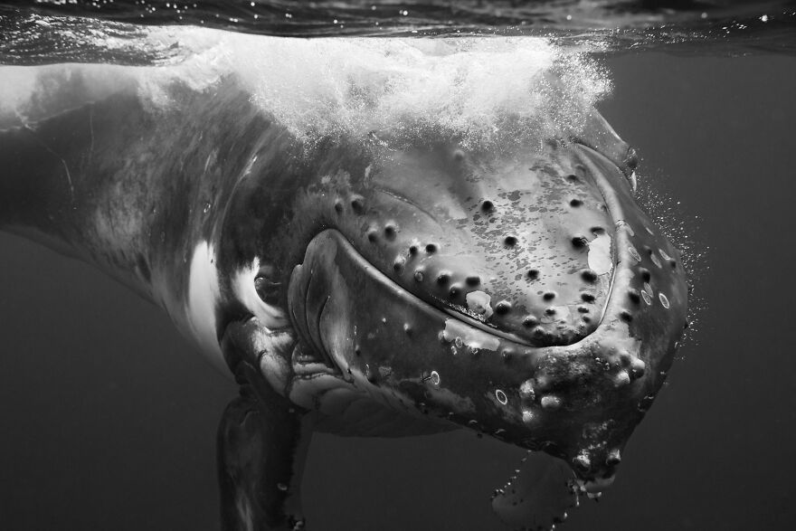 Whales-Photography-Giants-Book-Jem-Cresswell