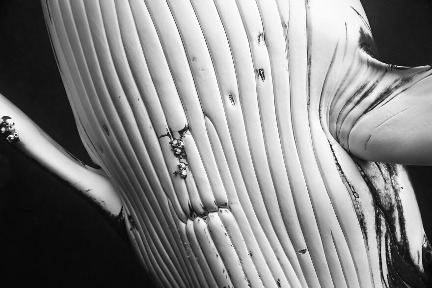 Whales-Photography-Giants-Book-Jem-Cresswell