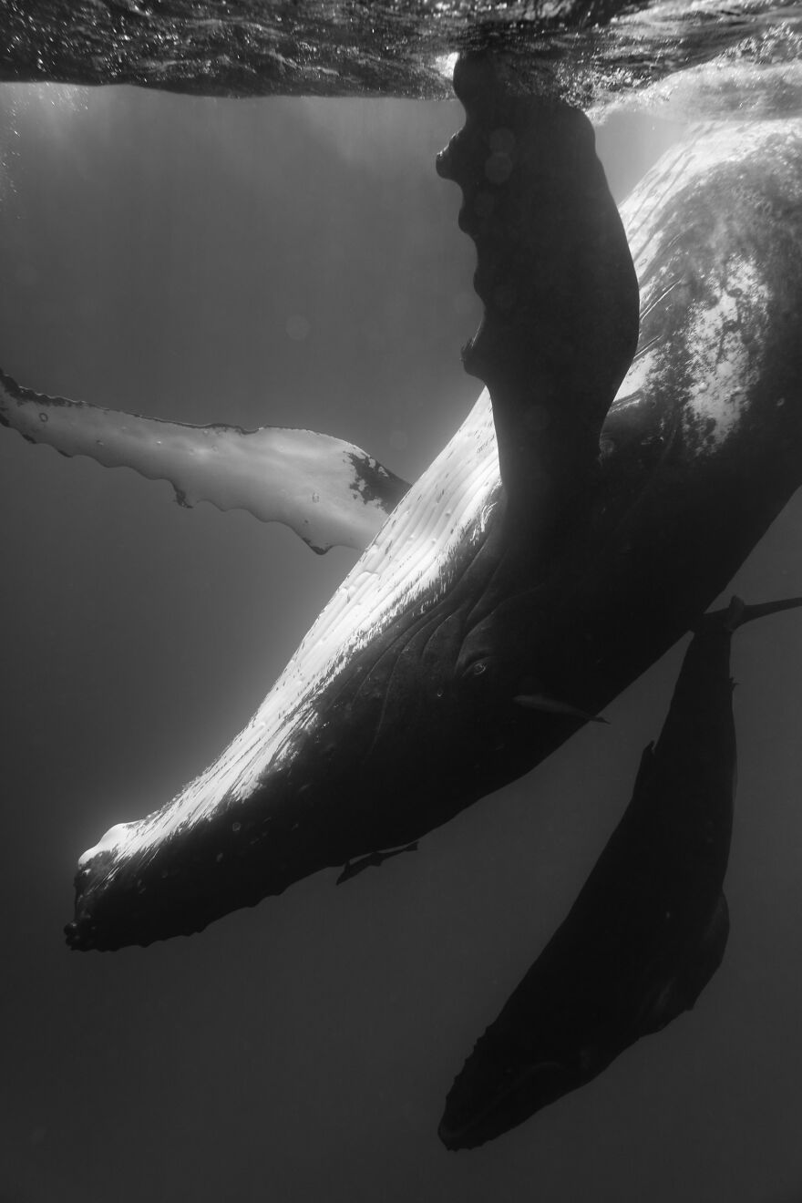 Whales-Photography-Giants-Book-Jem-Cresswell