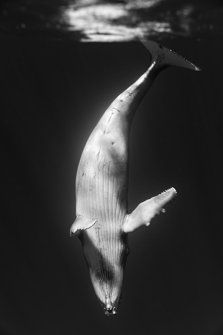 Whales-Photography-Giants-Book-Jem-Cresswell