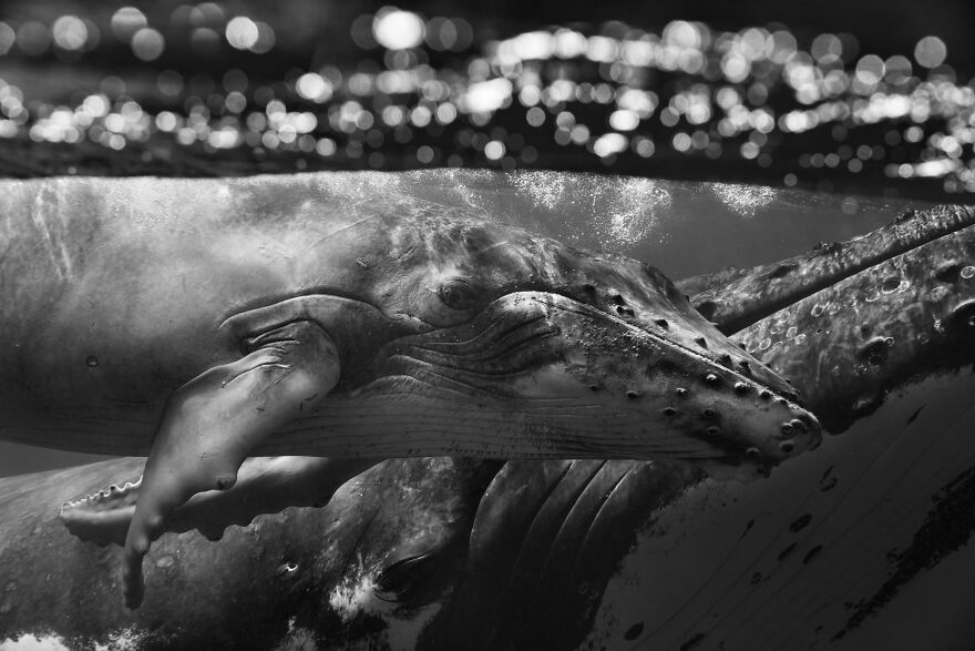 Whales-Photography-Giants-Book-Jem-Cresswell