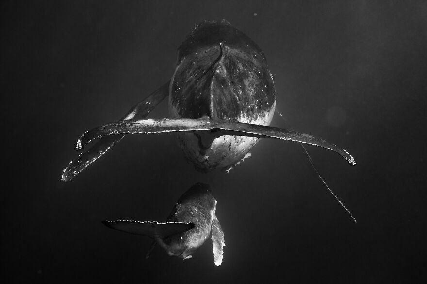 Whales-Photography-Giants-Book-Jem-Cresswell