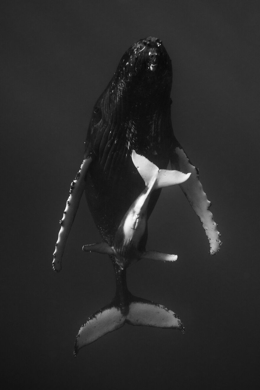 Whales-Photography-Giants-Book-Jem-Cresswell