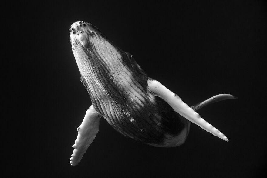 Whales-Photography-Giants-Book-Jem-Cresswell