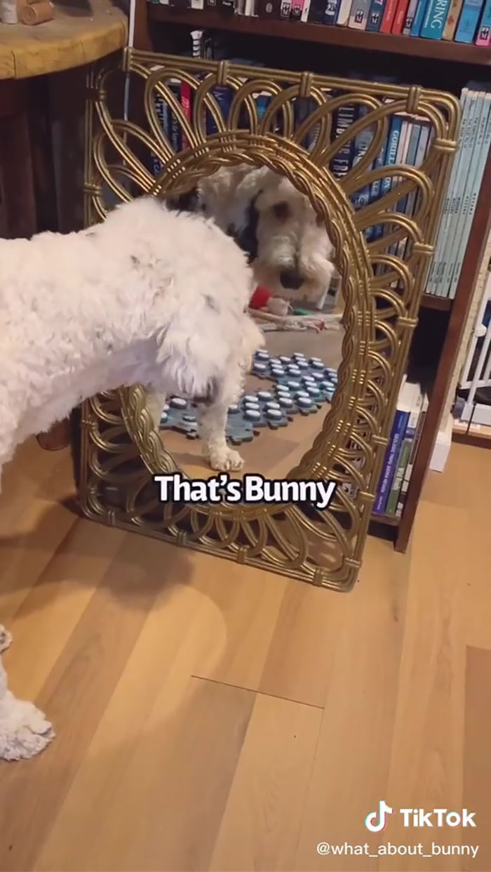 TikTok User Teaches Their Dog To Talk Using Buttons, Gets Surprised When She Asks Who She Is TikTok User Teaches Their Dog To Talk Using Buttons, Gets Surprised When She Asks Who She Is