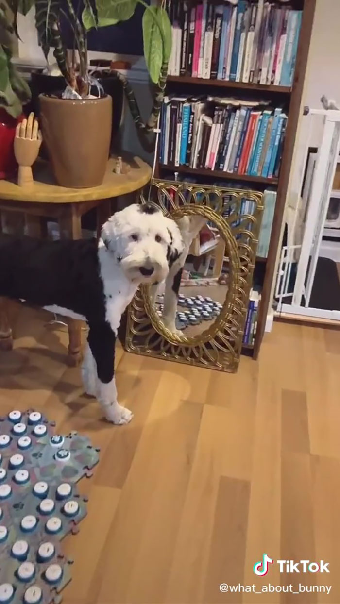 TikTok User Teaches Their Dog To Talk Using Buttons, Gets Surprised When She Asks Who She Is
