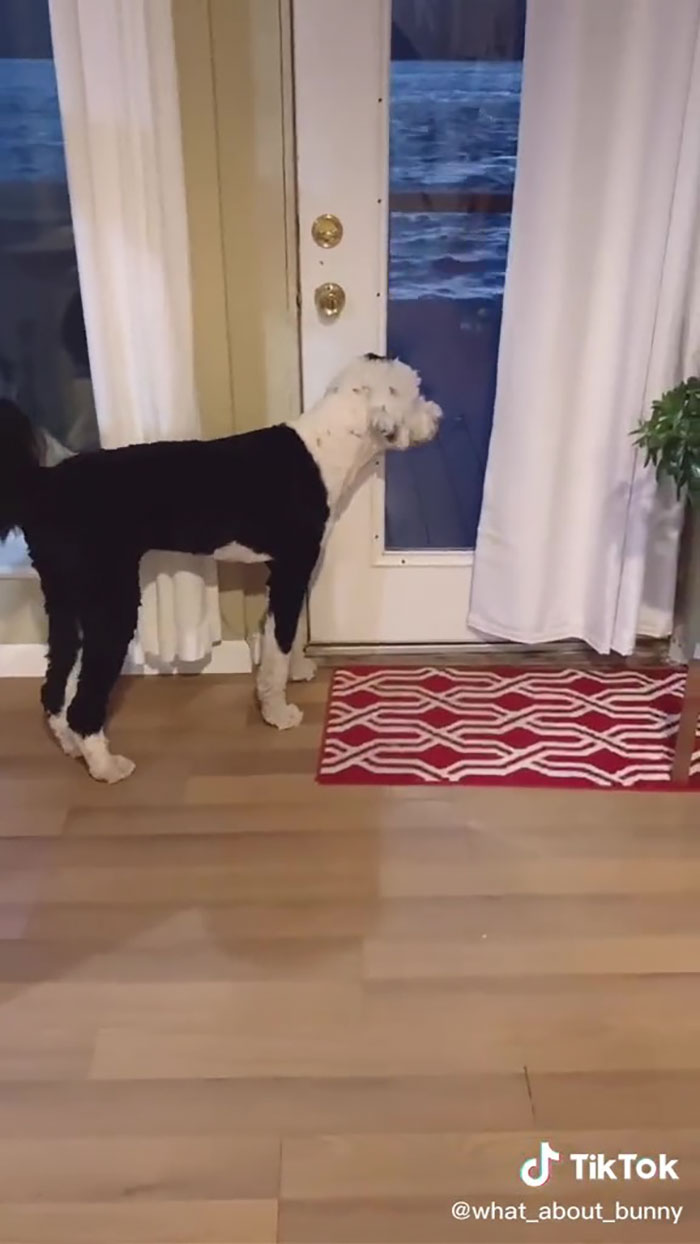 TikTok User Teaches Their Dog To Talk Using Buttons, Gets Surprised When She Asks Who She Is
