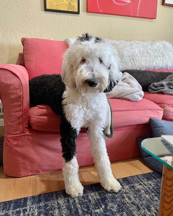 TikTok User Teaches Their Dog To Talk Using Buttons, Gets Surprised When She Asks Who She Is