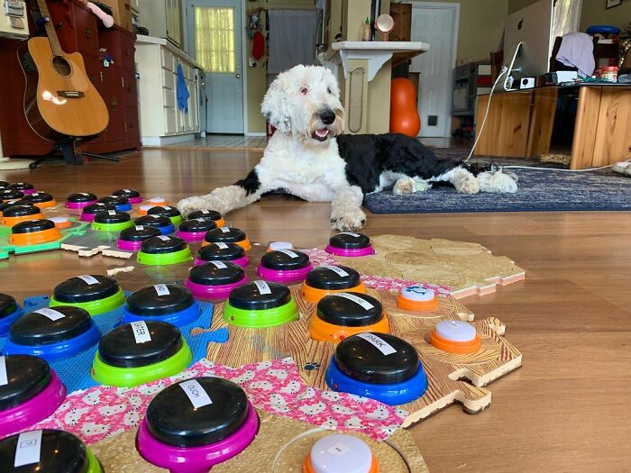 TikTok User Teaches Their Dog To Talk Using Buttons, Gets Surprised When She Asks Who She Is