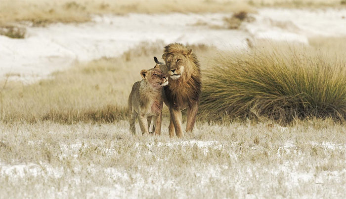 Here Are My 37 Favorite Photos That I Took In Etosha Pan In Africa