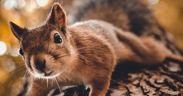 I Spent Two Years Photographing Squirrels In The Finnish Wilderness And Their Expressions Are Adorable (38 Pics)